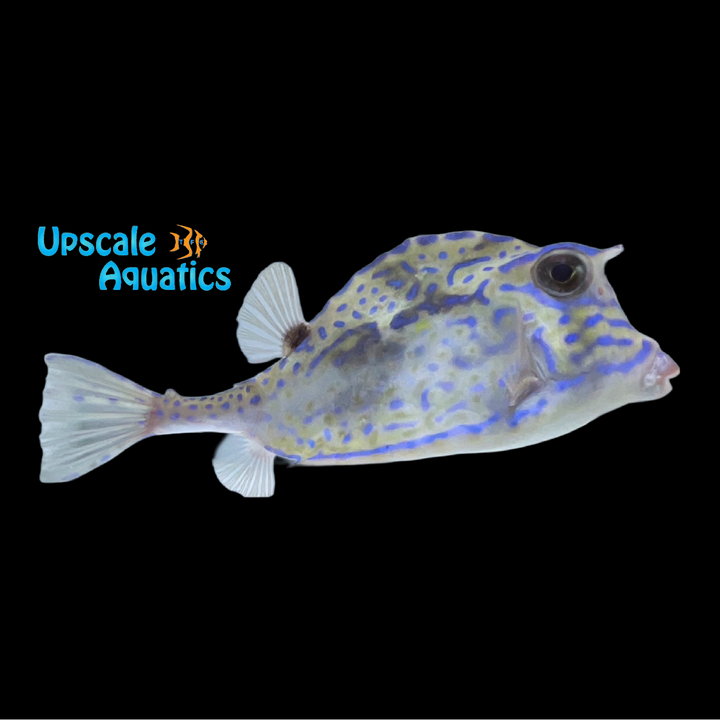 Scrawled Cowfish (Acanthostracion quadricornis)