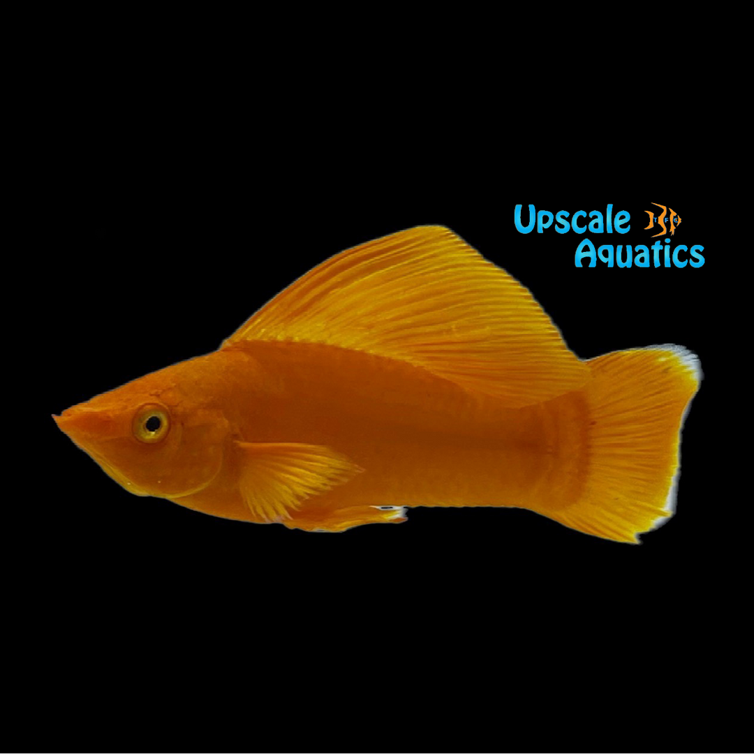 Orange Sailfin Molly (Poecilia latipinna)
