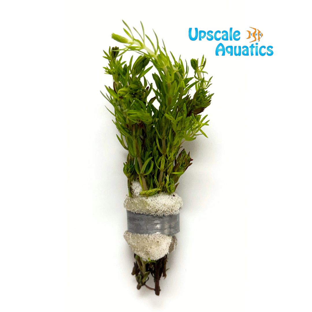 Pogostemon Erectus