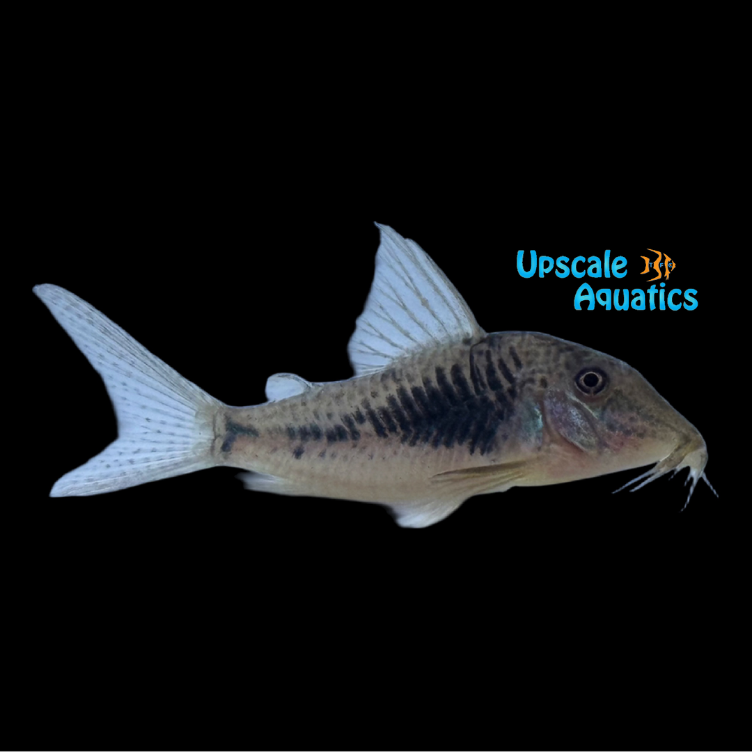 Rio Sarare Cory (Corydoras sarareensis)