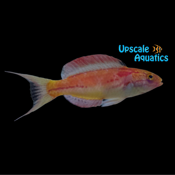 Johnson's Fairy Wrasse (Cirrhilabrus johnsonii)