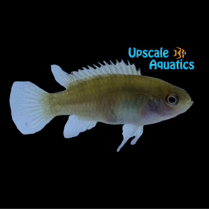 Flame Red Badis (Dario hysginon)