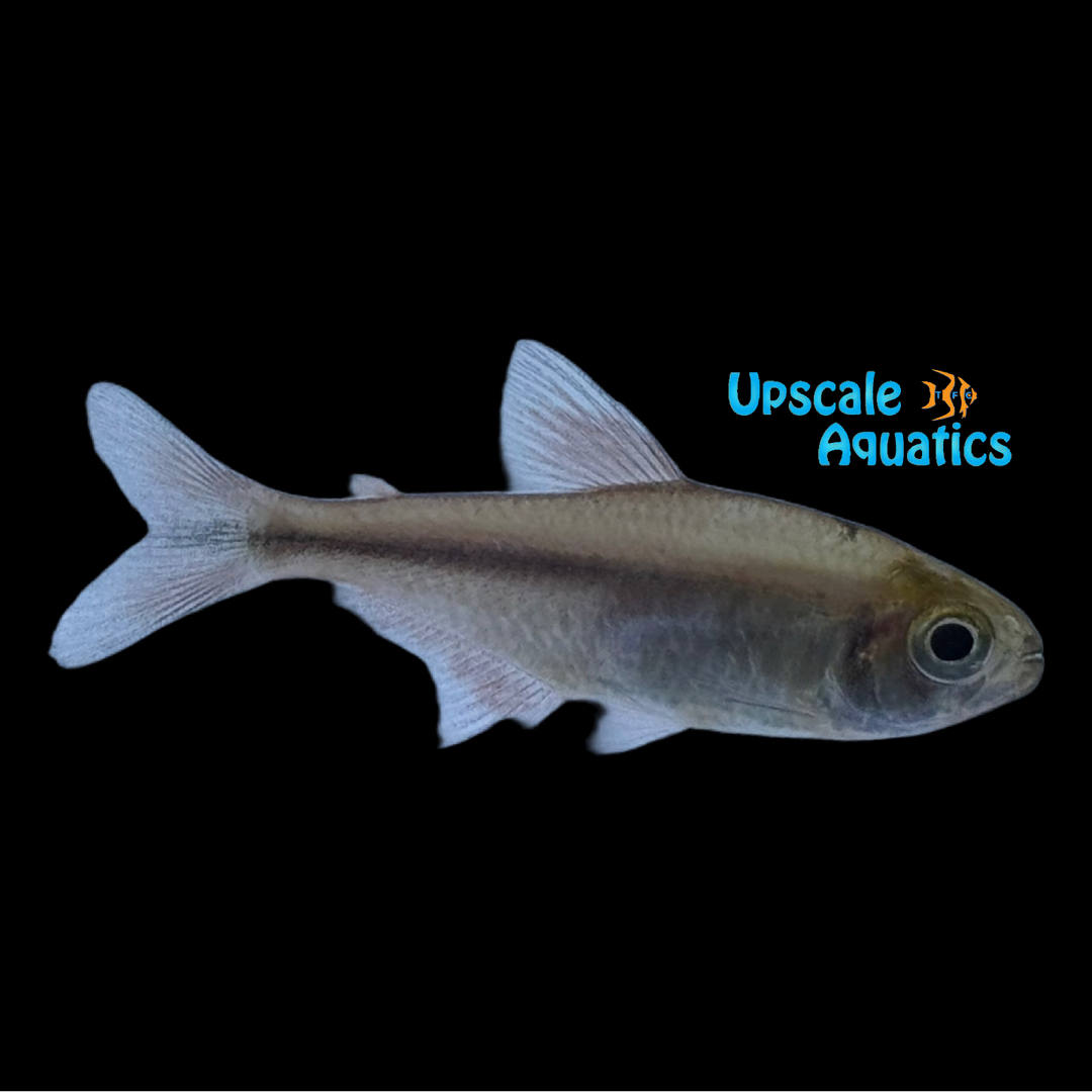Aurora Tetra (Moenkhausia aurora)