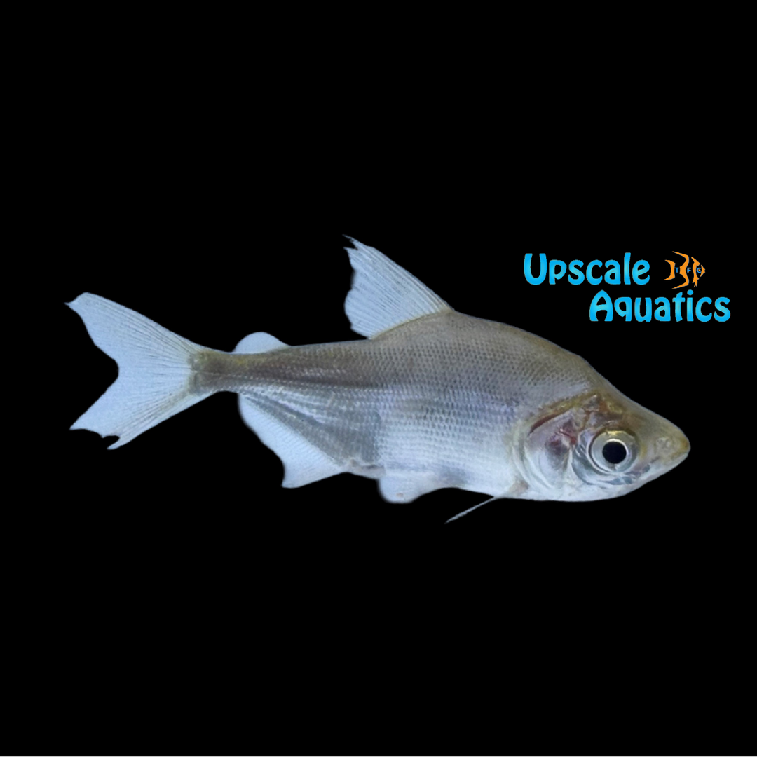 African Moonfish (Citharinus gibbosus)