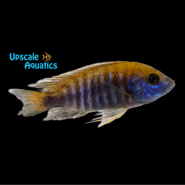 Otter Point Peacock (Aulonocara jacobfreibergi 'Otter Point')