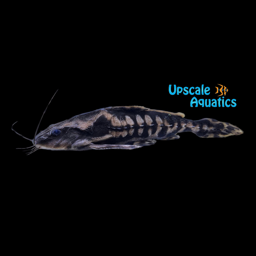Irwini Catfish (Megalodoras irwini)