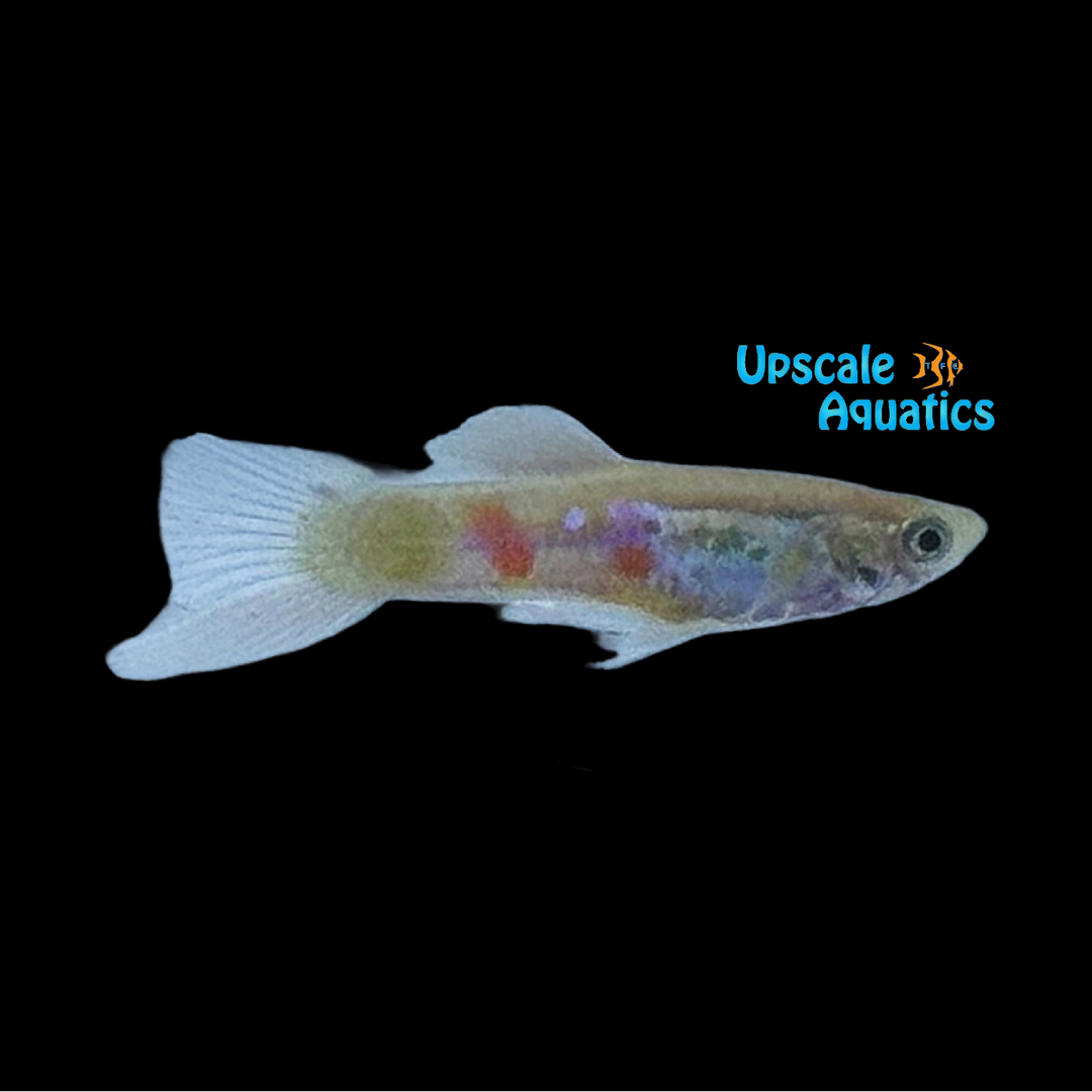 Blonde Vienna Swordtail Guppy (Poecilia reticulata)
