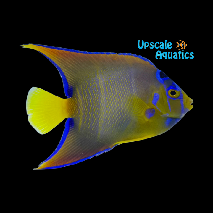 Queen Angelfish - Transitioning (Holocanthus ciliaris)