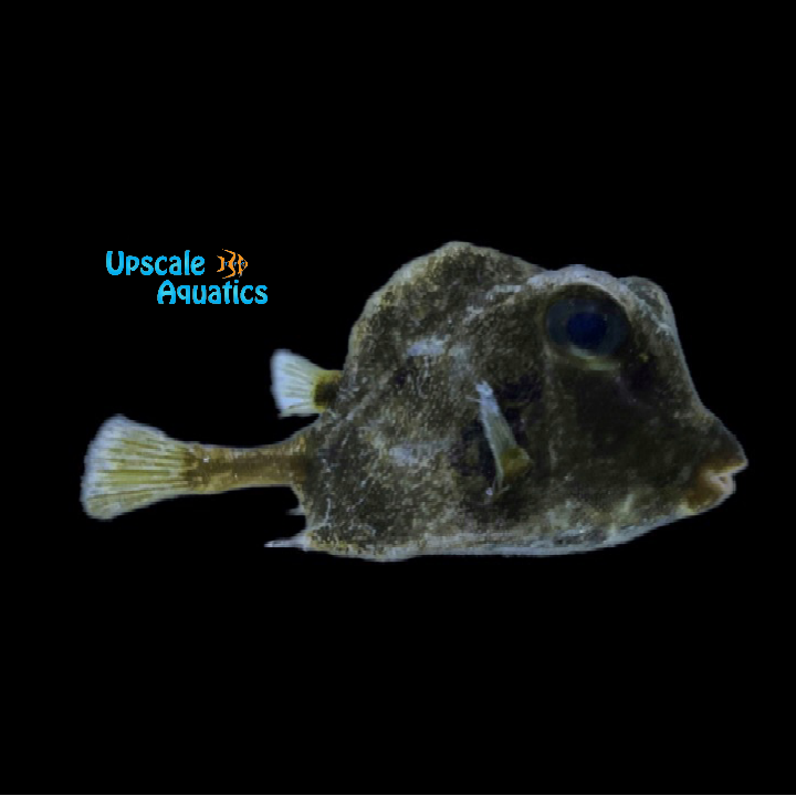 Buffalo Trunkfish (Lactophrys trigonus)