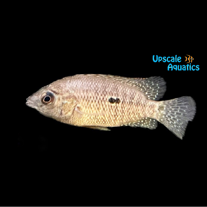 Black Umbee Cichlid (Kronoheros umbriferum 'Black')