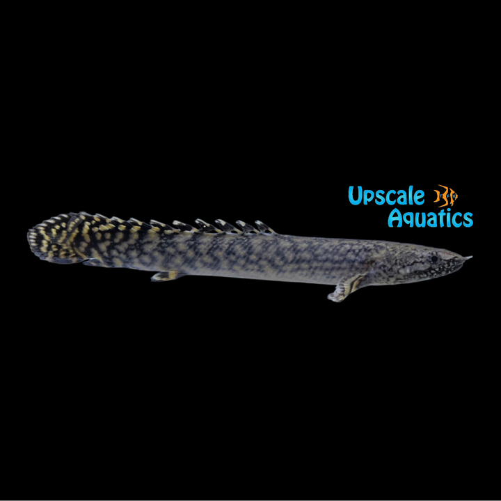 Ornate Bichir (Polypterus ornatipinnis)