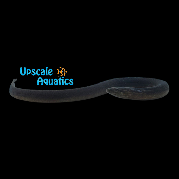 Black Tulip Eel (Monopterus albus)