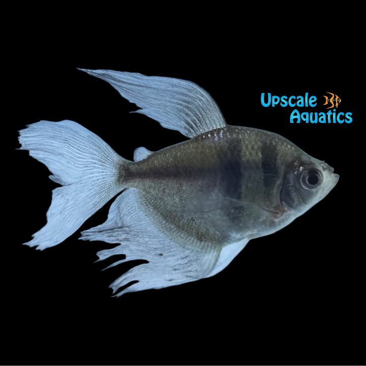 Longfin Black Skirt Tetra (Gymnocorymbus ternetzi)