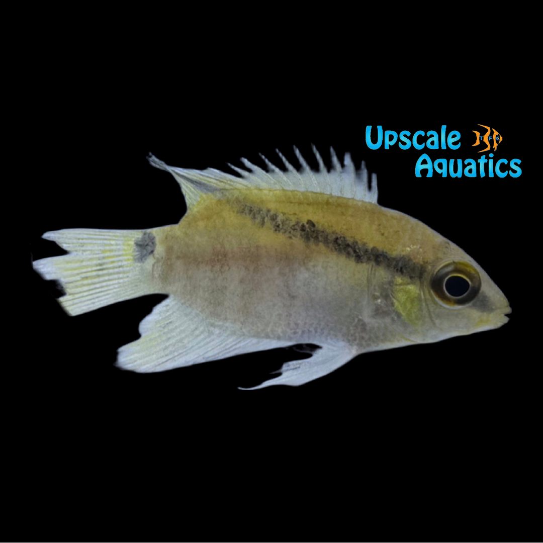 Peru Festivum Cichlid (Mesonauta mirificus)