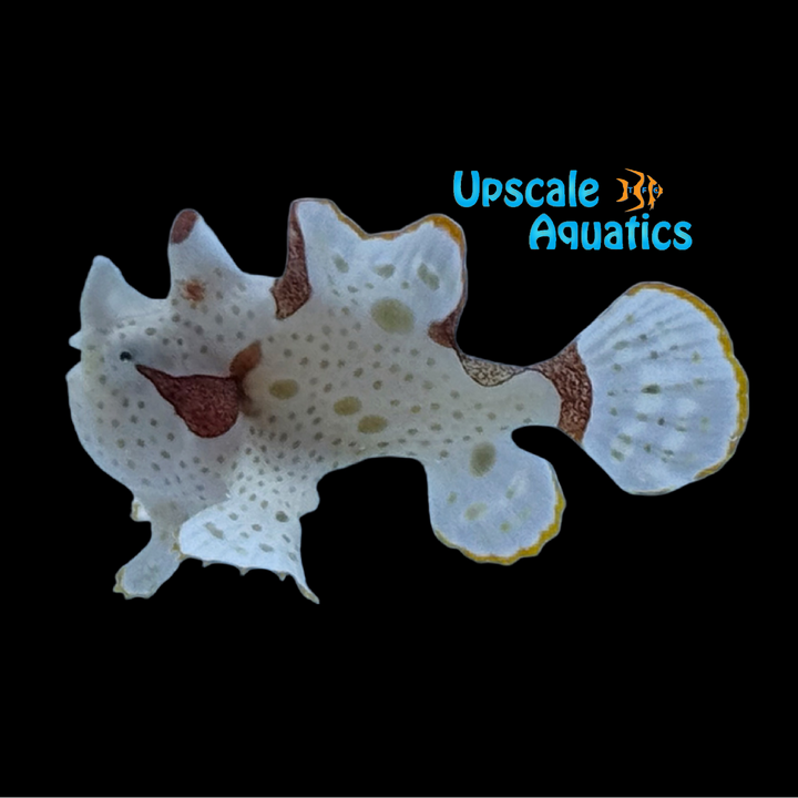 White Wartskin Angler (Antennarius maculatus)
