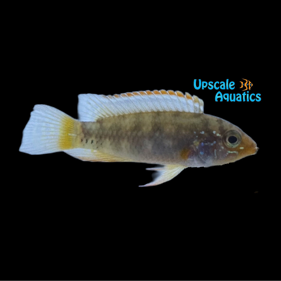 Apisto. Ladislao - Wild (Apistogramma sp. ladislao)
