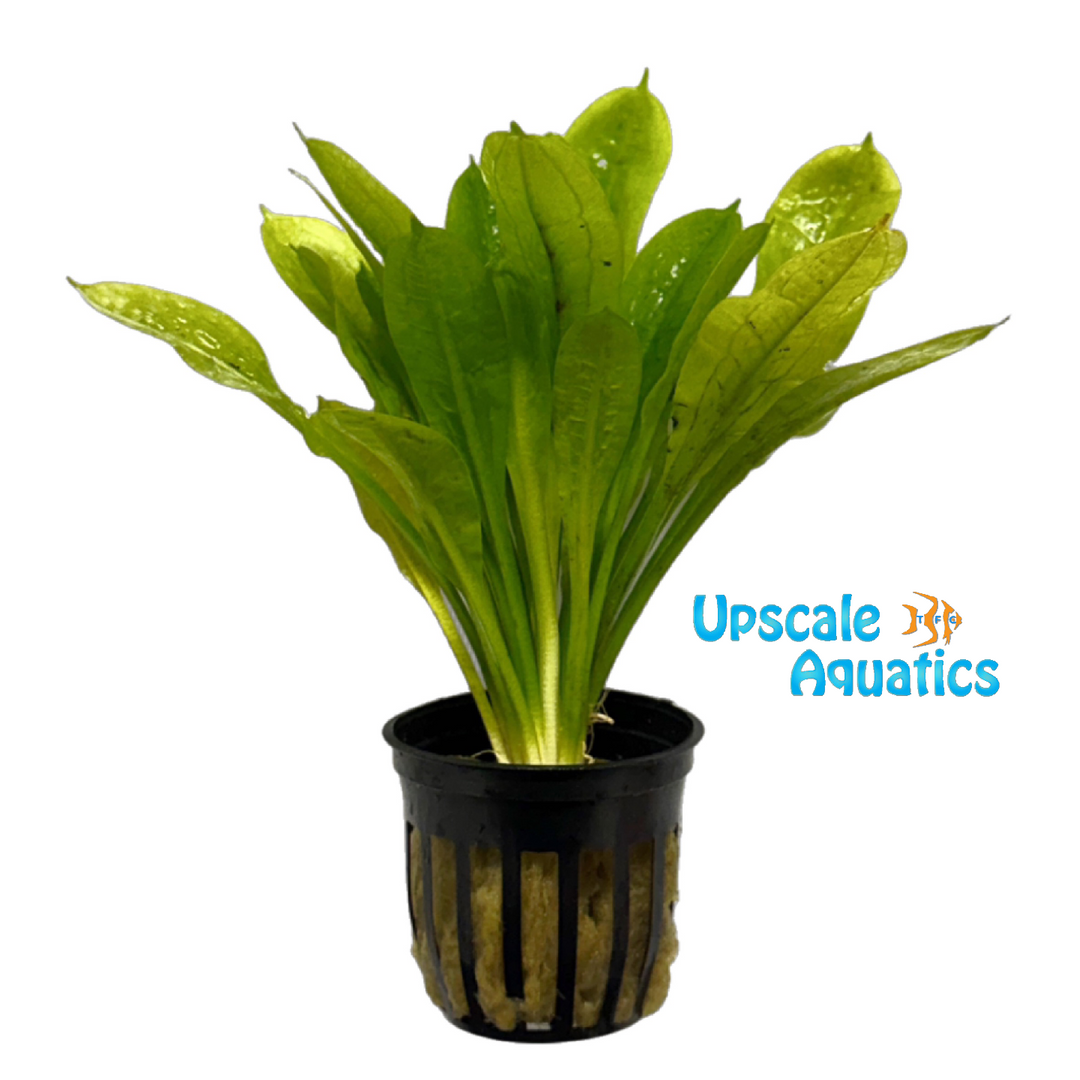 Tropica Sword (Echinodorus parviflorus 'Tropica')