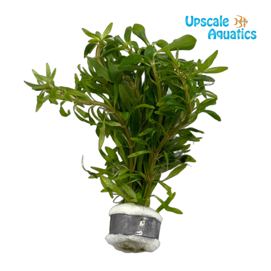 Ludwigia Inclinata Verticillata 'Meta/Pantanal'