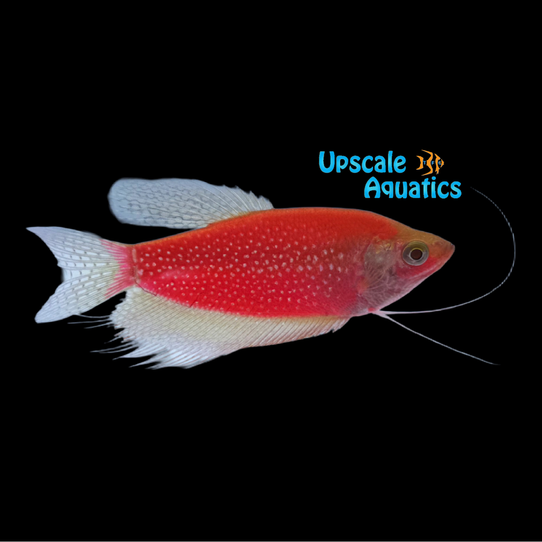GloFish Pearl Gourami (Trichopodus leerii)