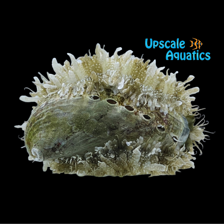 Tropical Abalone Snail (Haliotis asinina)