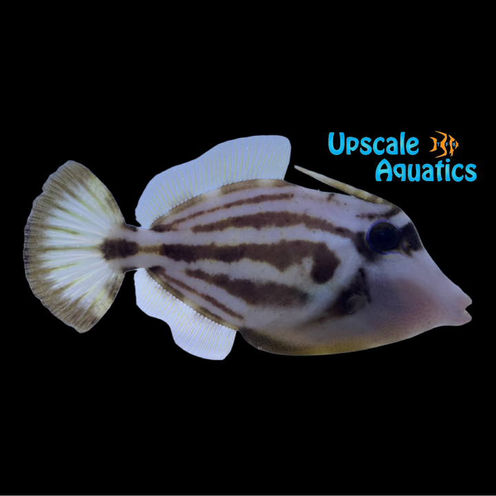 Spectacled Filefish (Cantherhines fronticinctus)