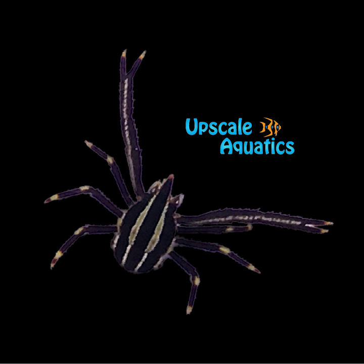 Crinoid Squat Lobster (Allogalathea elegans)