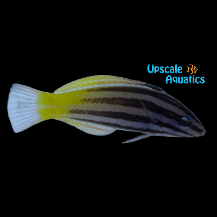 Two Tone Wrasse (Halichoeres prosopeion)