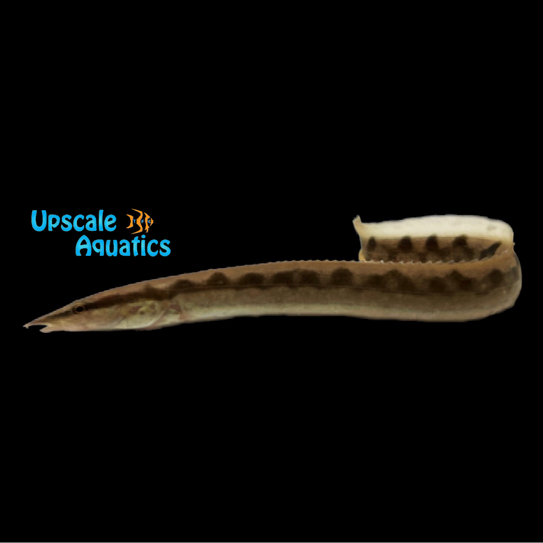 Malabaricus Spiny Eel (Mastacembelus malabaricus)