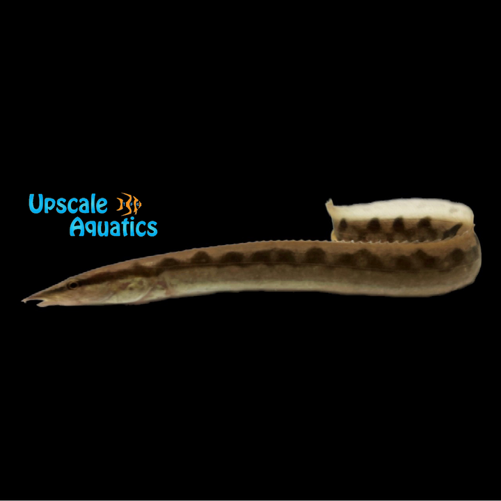 Malabaricus Spiny Eel (Mastacembelus malabaricus)