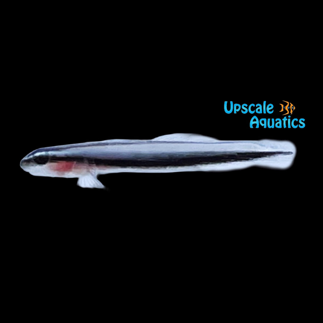 Broadstripe Goby (Elacatinus prochilos)