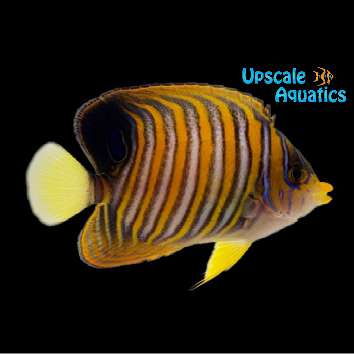 Regal Angelfish - Indian Ocean (Pygoplites diacanthus)