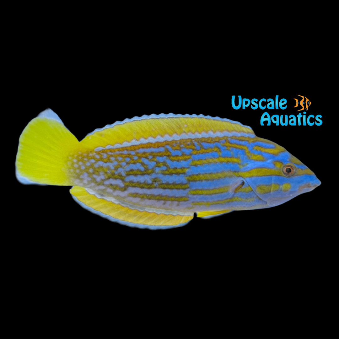 Lennardi Wrasse (Anampses lennardi)