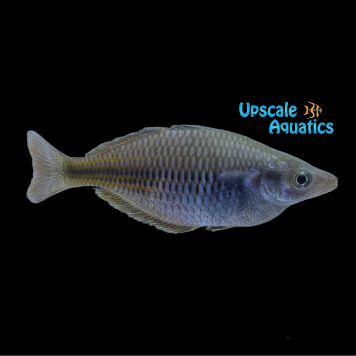 Fasin Creek Rainbowfish (Melanotaenia fasinensis)