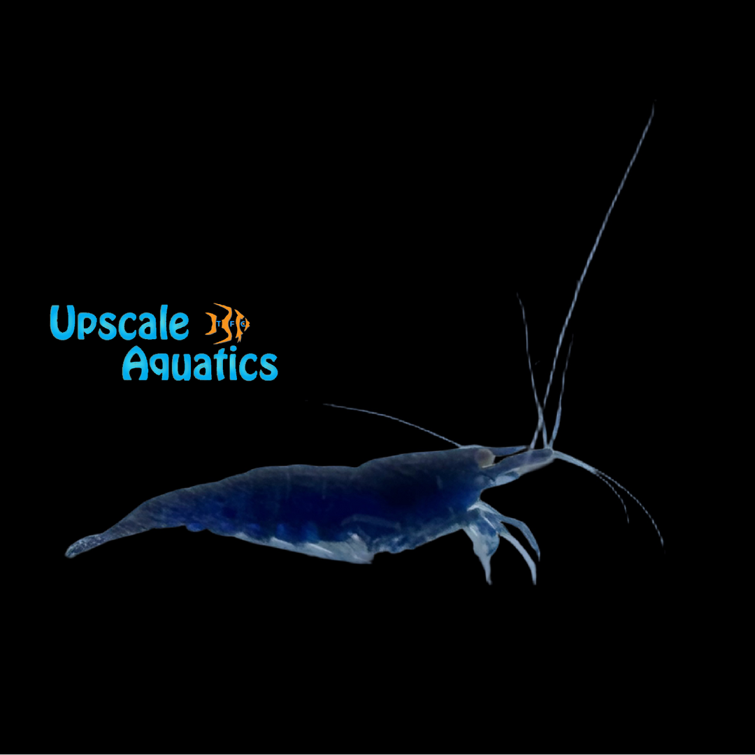 Orange Eye Royal Blue Tiger Shrimp (Caridina mariae 'Royal Blue')