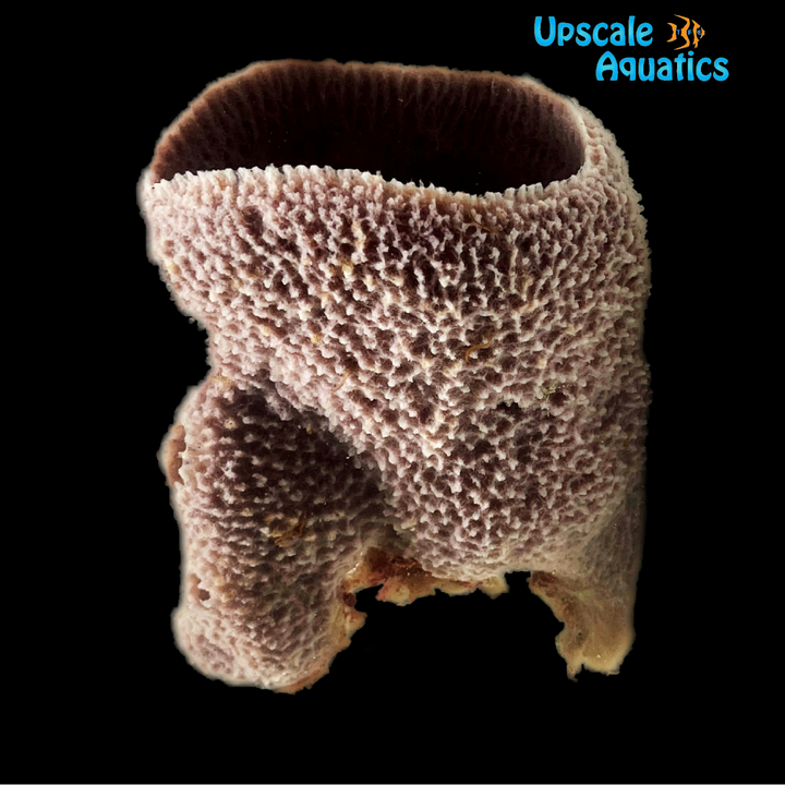 Purple Tube Sponge (Aplysina sp.)
