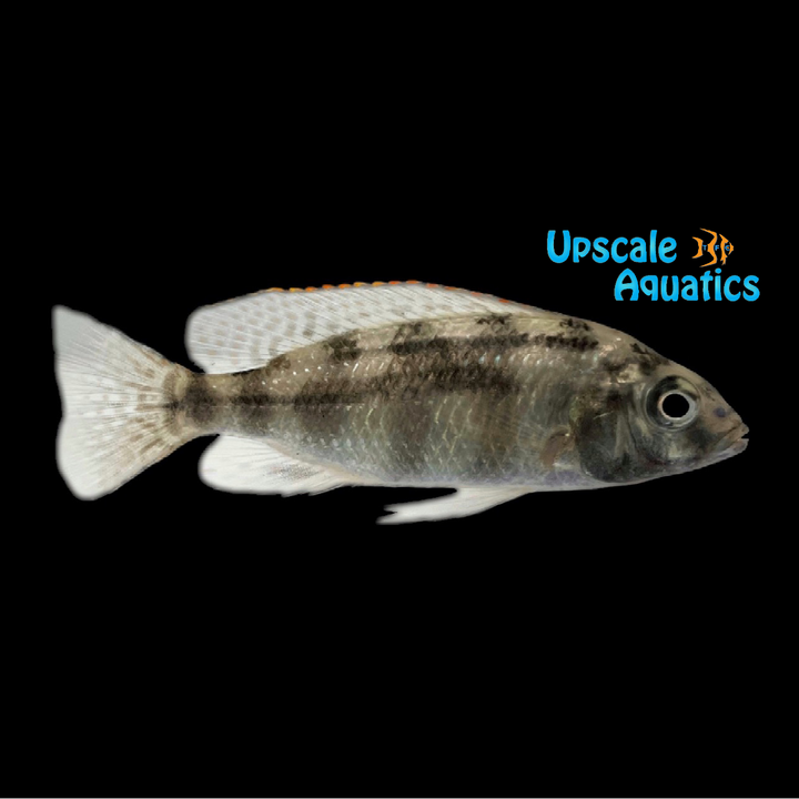 Johnstoni Solo Hap (Placidochromis 'johnstoni solo')