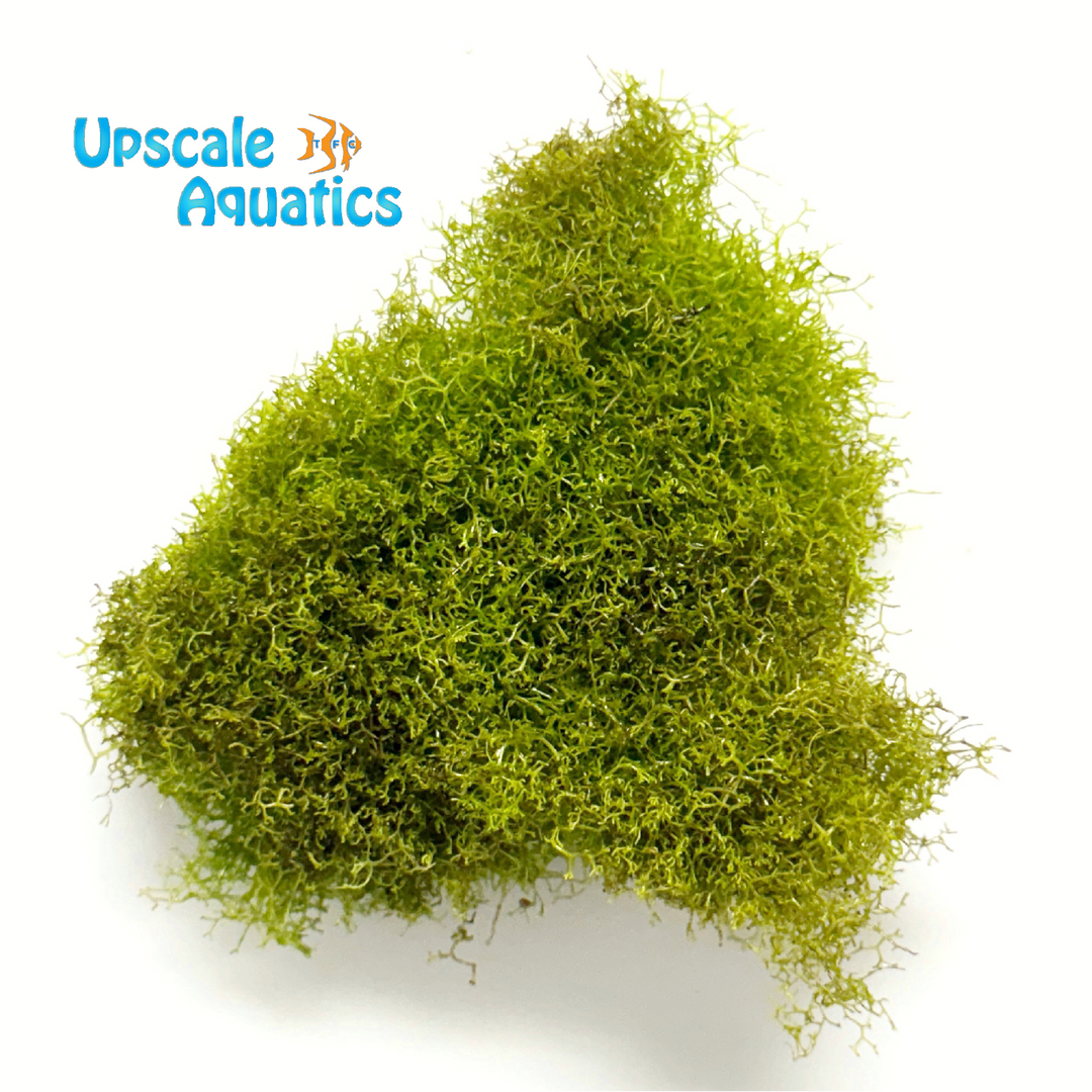Riccia Fluitans