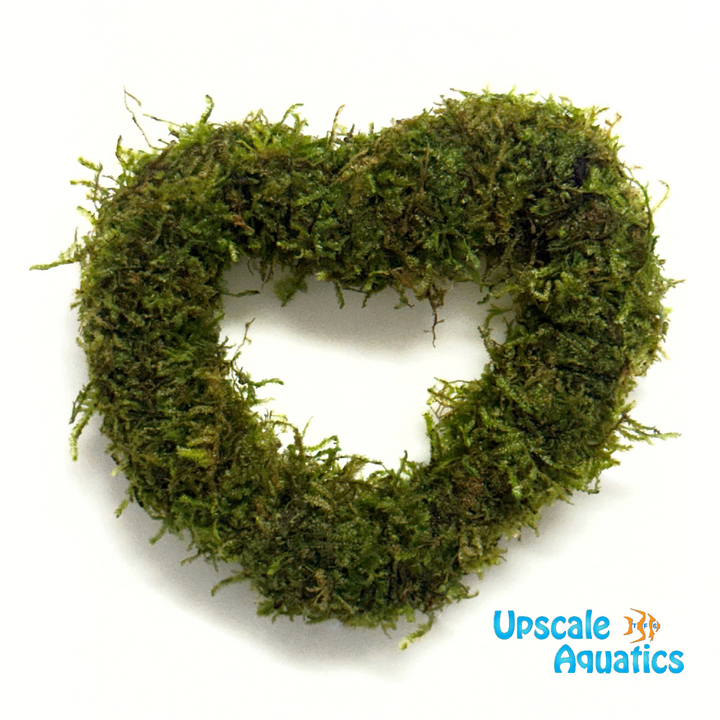 Christmas Moss (Vesicularia montagnei)