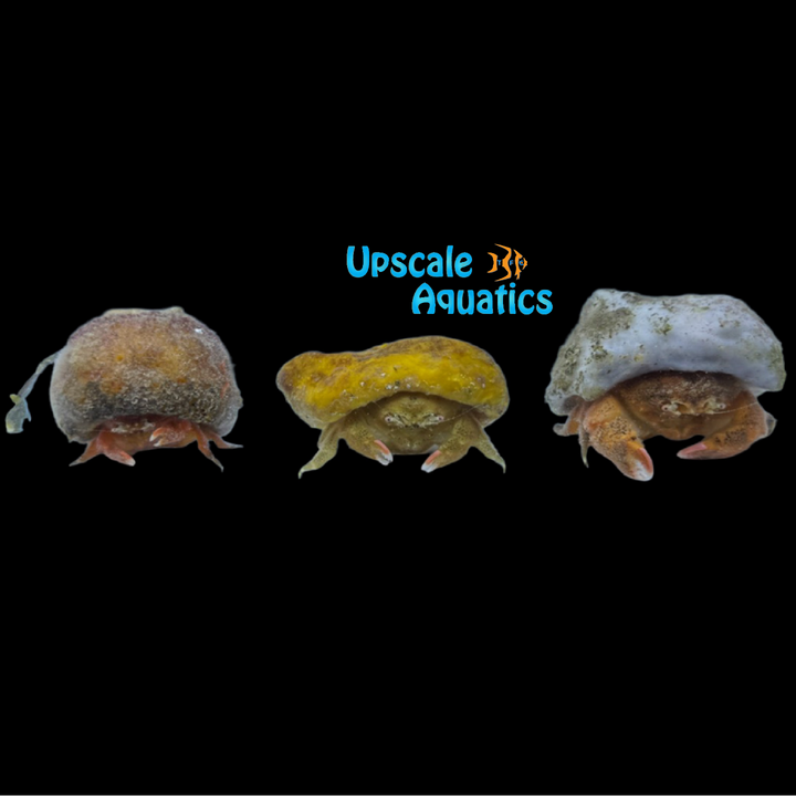 Sponge Hat Crab (Dromia erythropus)