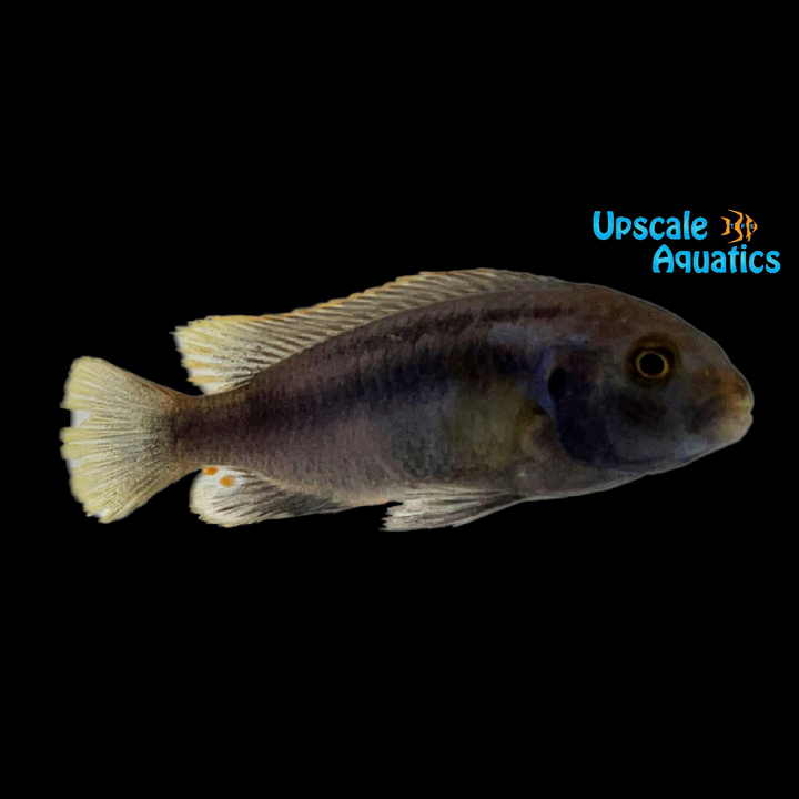 Polit Cichlid (Pseudotropheus polit)