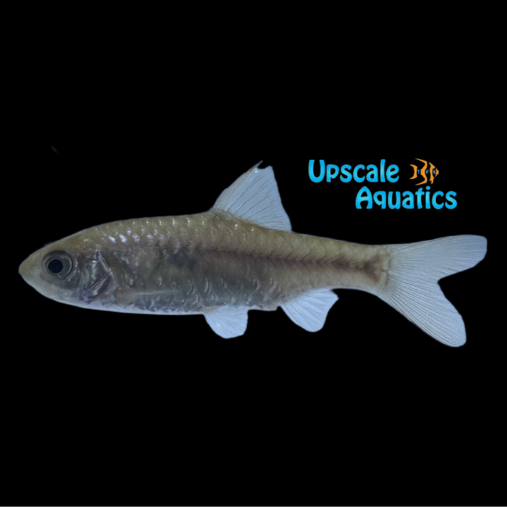 Shalyni Barb (Pythia shalynius)