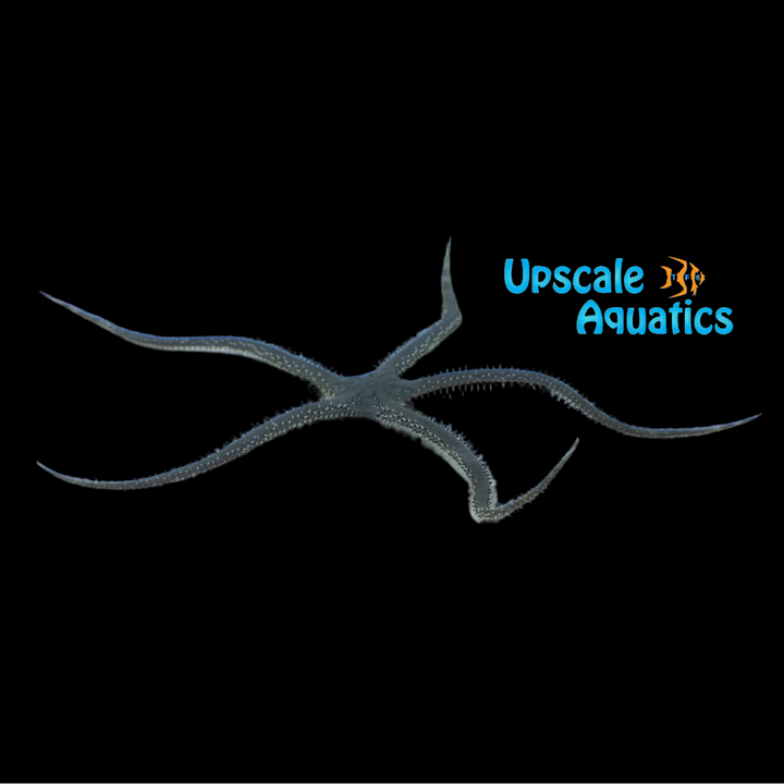 Green Brittle Starfish (Ophiarachna incrassata)