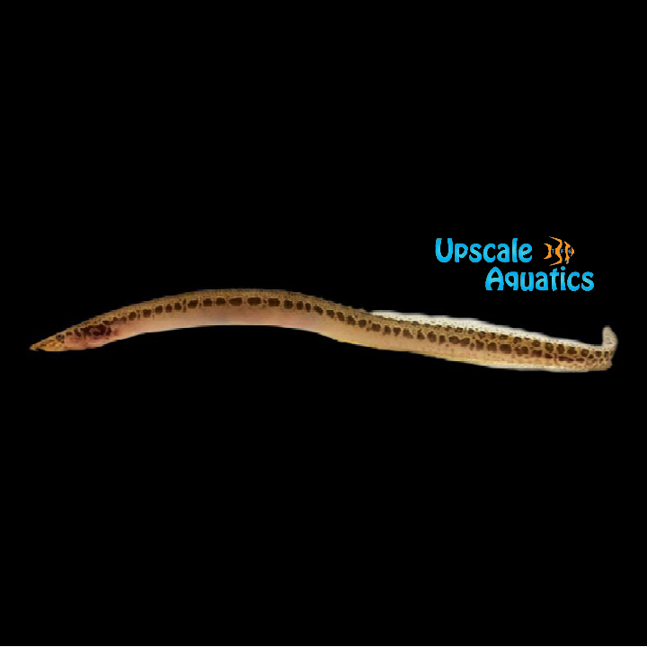 Leopard Spiny Eel (Mastacembelus greshoffi)