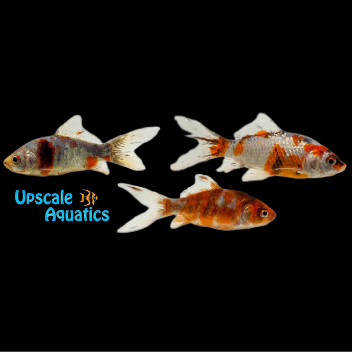 Calico Shubunkin Goldfish (Carassius auratus)
