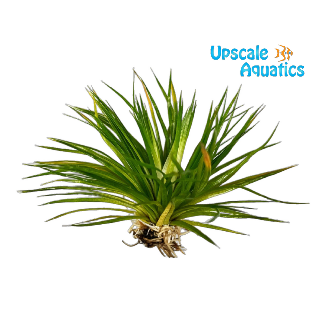 Polaris Eriocaulon (Eriocaulon cinereum)