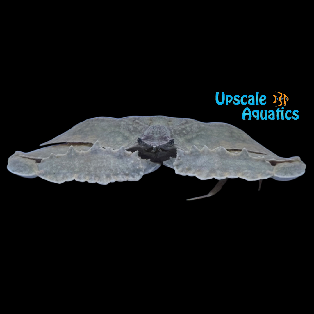 Domed Elbow Crab (Cryptopodia fornicata)