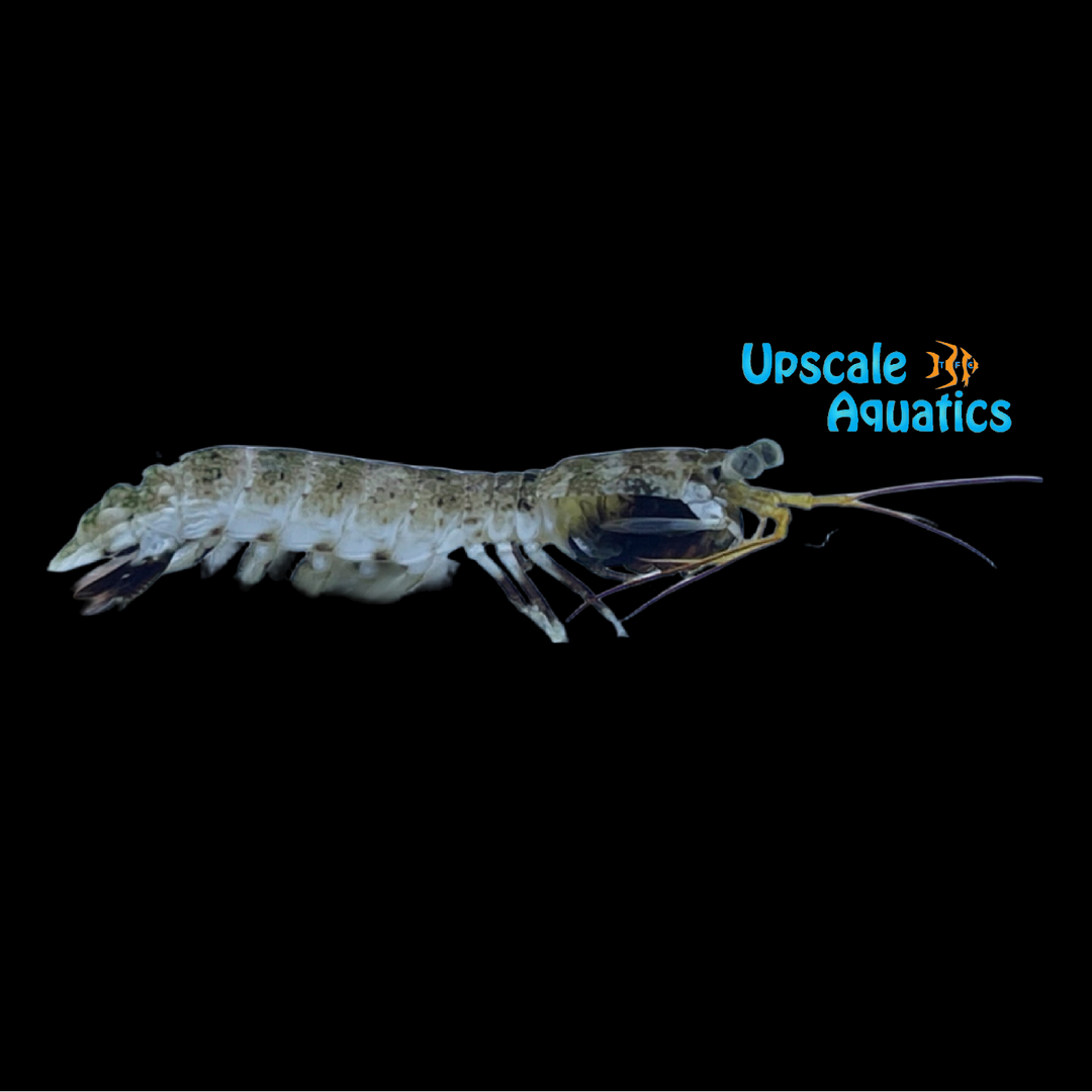 Pink-Eared Mantis Shrimp (Odontodactylus latirostris)