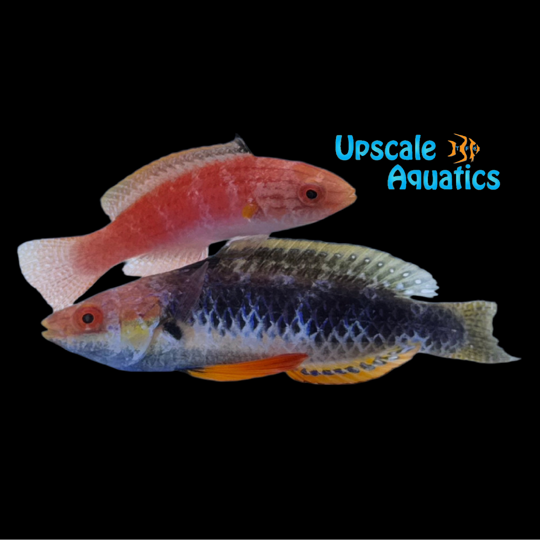 Monsoon Fairy Wrasse (Cirrhilabrus hygroxerus)