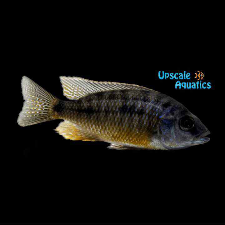 Insignus Cichlid (Protomelas spilonotus Tanzania)