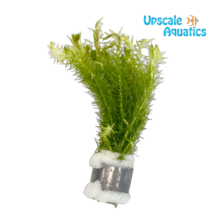 Mayaca Fluviatilis